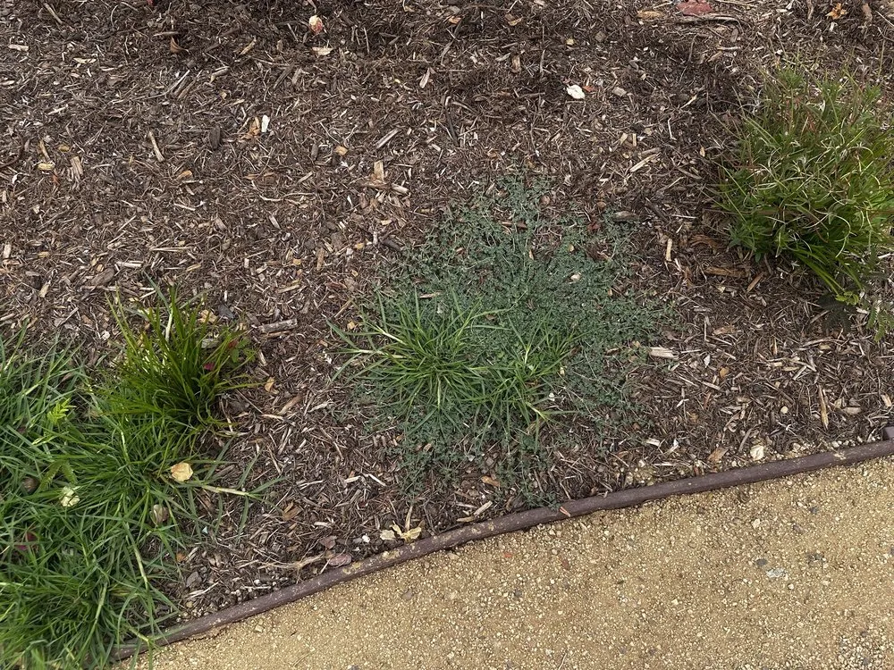 Trusted landscape installation experts serving Santa Ana, CA - Earthco