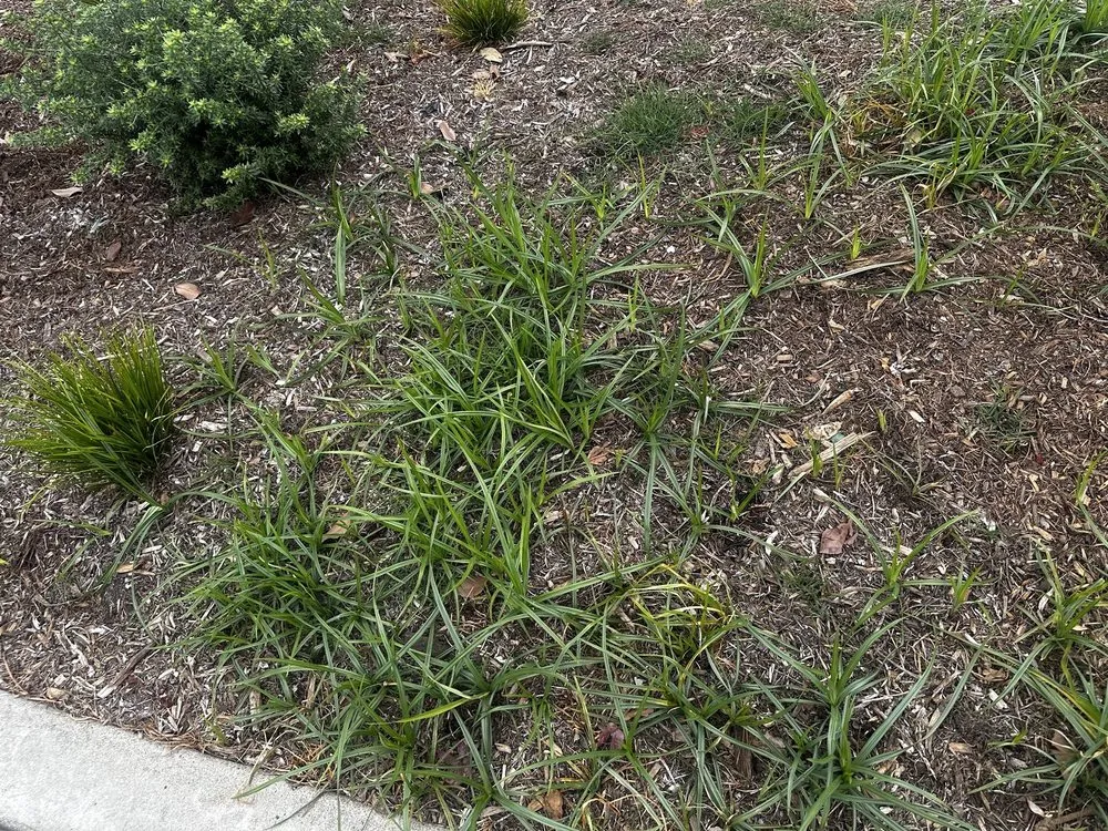 Affordable lawn care service experts serving Santa Ana, CA - Earthco