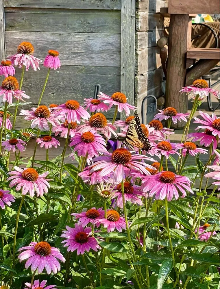 Top-rated landscaping services for year-round maintenance across Indiana, PA - EarthCraft Landscaping