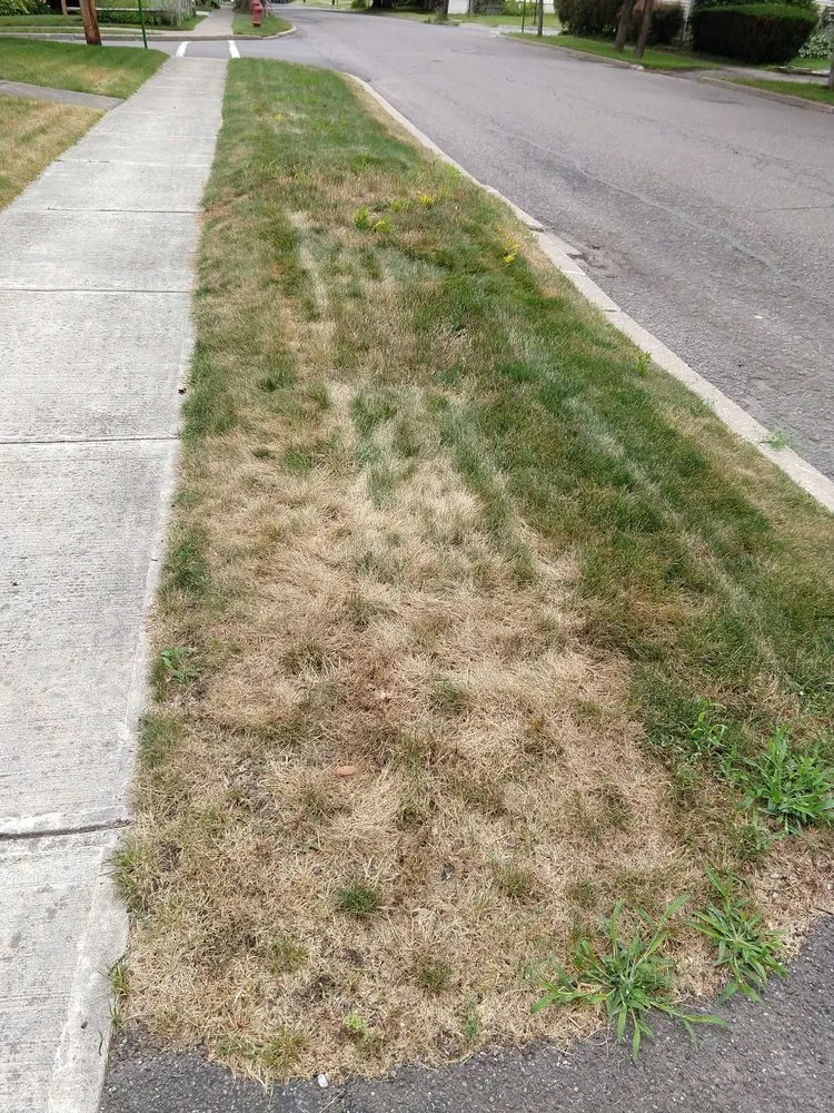 Expert outdoor landscaping in Binghamton, NY - Earthguard