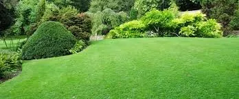 Professional yard cleanup service in Austin, TX by Earthly Lawn Care and Landscaping Service