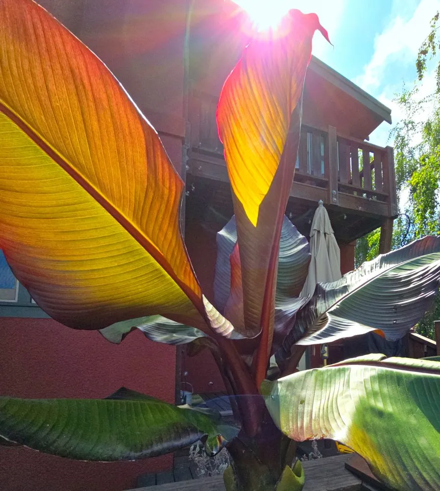 Trusted landscape installation for beautiful yards in Oakland, CA by Earthly Sites Earth-Wise Garden Design, Build & Care