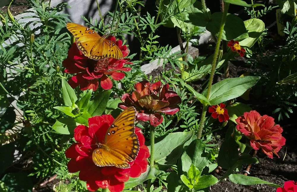 Custom residential landscaping in Oakland, CA by Earthly Sites Earth-Wise Garden Design, Build & Care