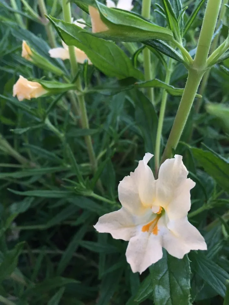 Expert yard maintenance for residential properties across Oakland, CA - Earthly Sites Earth-Wise Garden Design, Build & Care