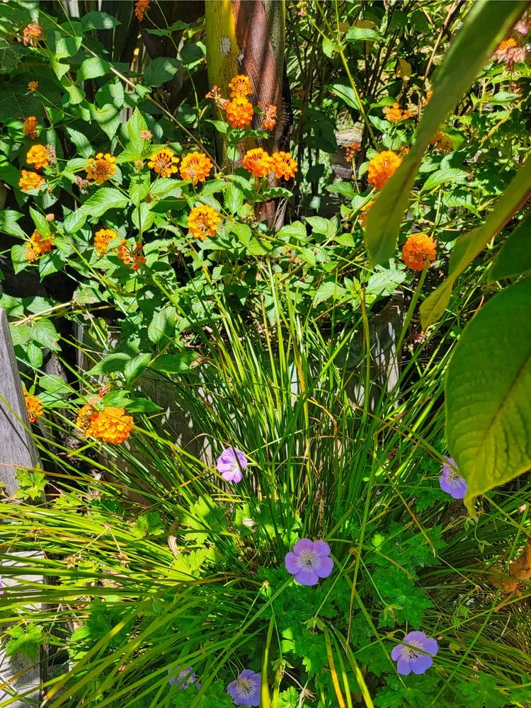 Reliable landscaping services in Oakland, CA - Earthly Sites Earth-Wise Garden Design, Build & Care