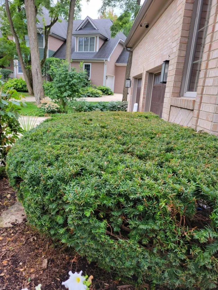Expert yard cleanup service experts serving Downers Grove, IL - Earthman Landscaping