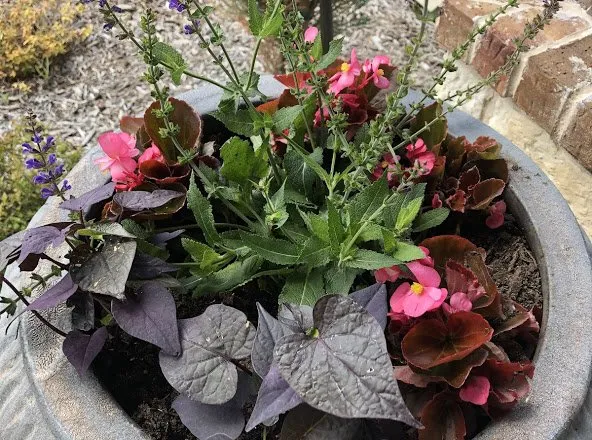 Expert lawn mowing service with custom design in Rockwall, TX by EarthPro