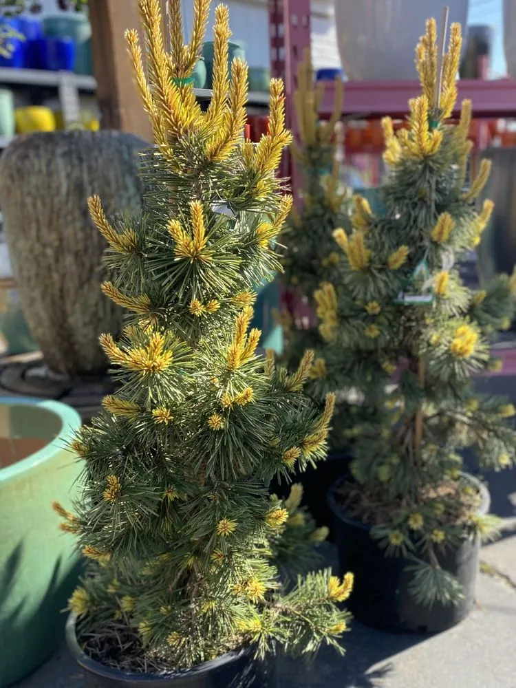 Affordable yard maintenance experts serving Redmond, OR - Earth's Art