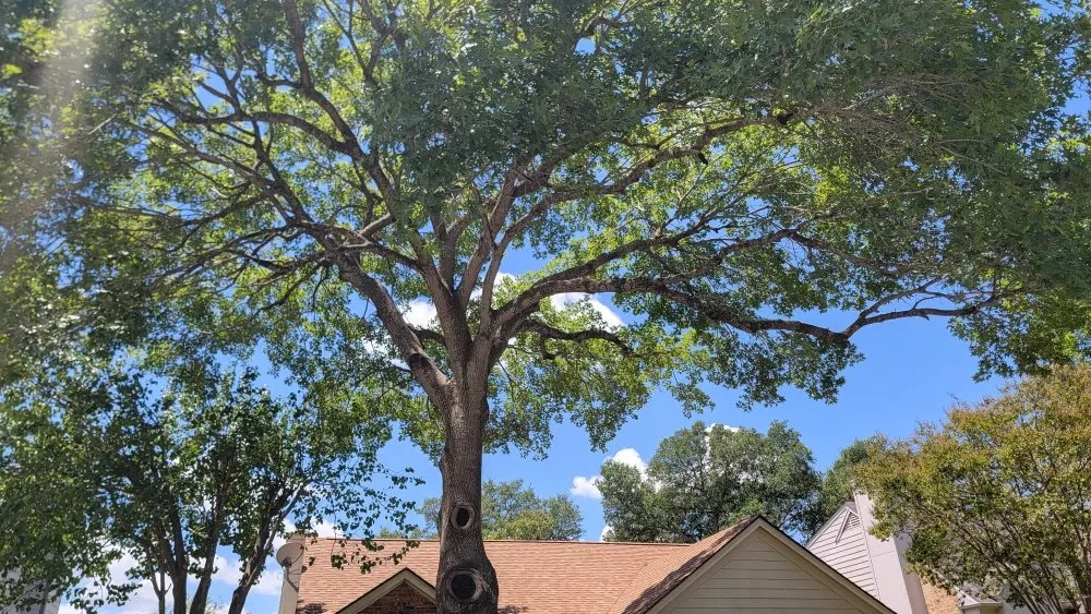 Custom yard cleanup service experts serving San Antonio, TX - Earths Finest Tree Services