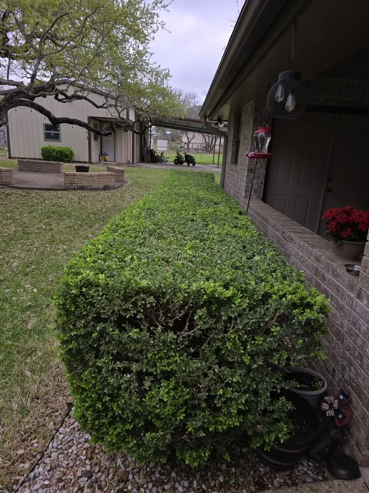 Trusted yard maintenance near you across San Antonio, TX - Earths Finest Tree Services
