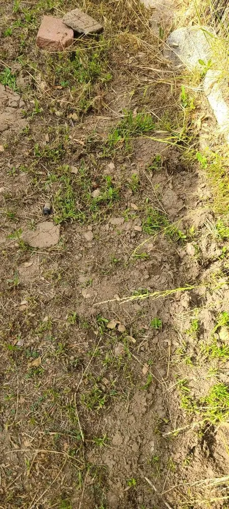 Local yard cleanup service in Azusa, CA - Earth's Landscapes