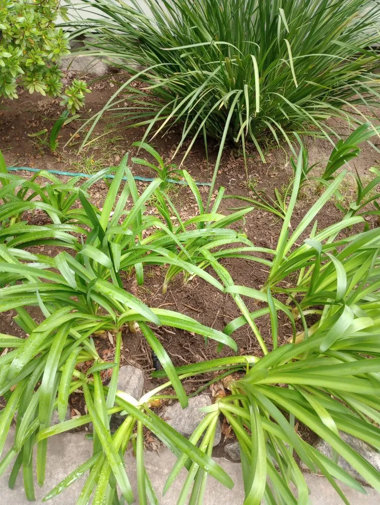 Custom landscaping services for beautiful yards across Azusa, CA - Earth's Landscapes