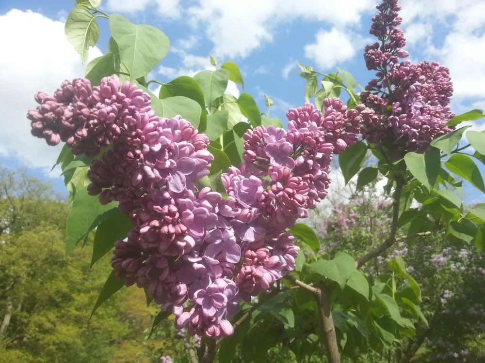 Professional garden landscaping for residential properties across Groton, MA - Earthscape