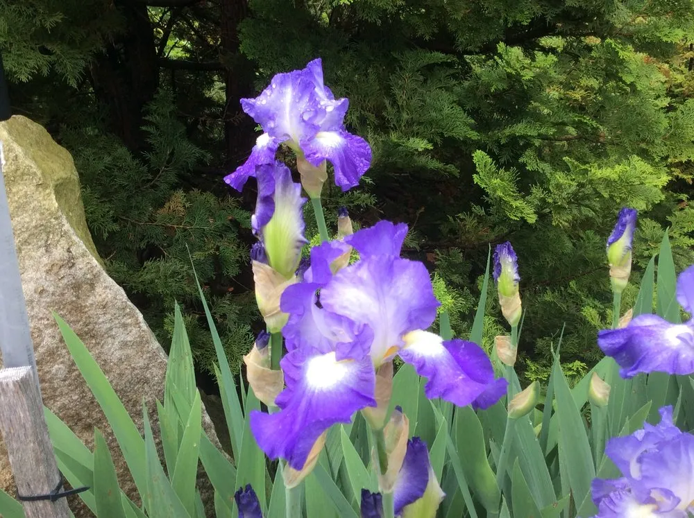 Affordable lawn mowing service experts serving Groton, MA - Earthscape