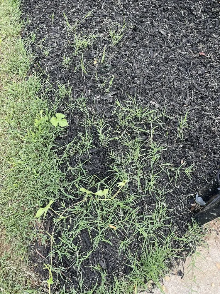 Affordable yard cleanup service in Liberty, SC - Earthscapes Easley