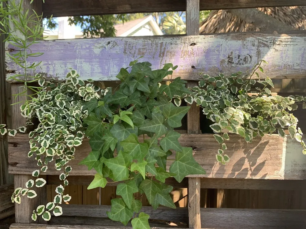 Top-rated lawn care service for homes across Palm Harbor, FL - Earthscapes Landscaping