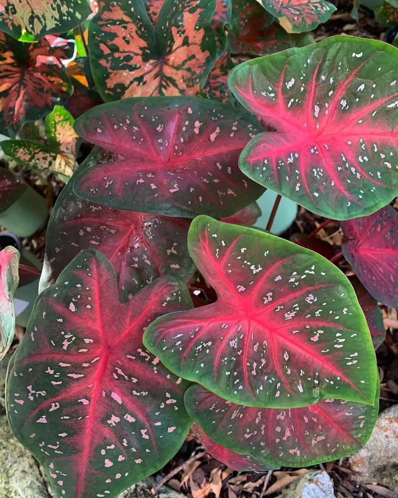 Top-rated landscape installation in Palm Harbor, FL - Earthscapes Landscaping