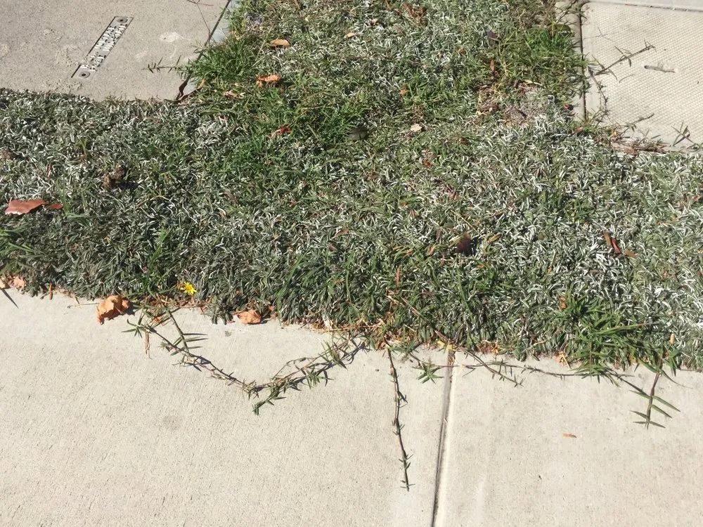 Reliable lawn mowing service experts serving Los Osos, CA - Earthscapes