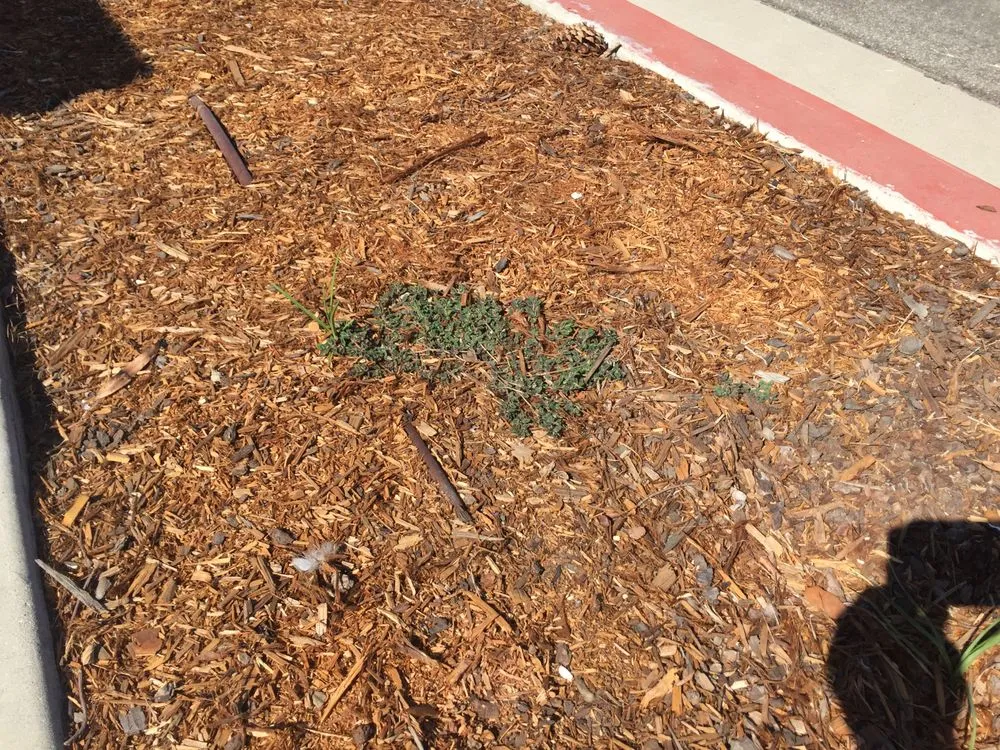 Custom landscaping services for year-round maintenance across Los Osos, CA - Earthscapes