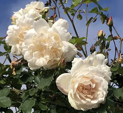 Custom landscape installation in Los Osos, CA - Earthscapes
