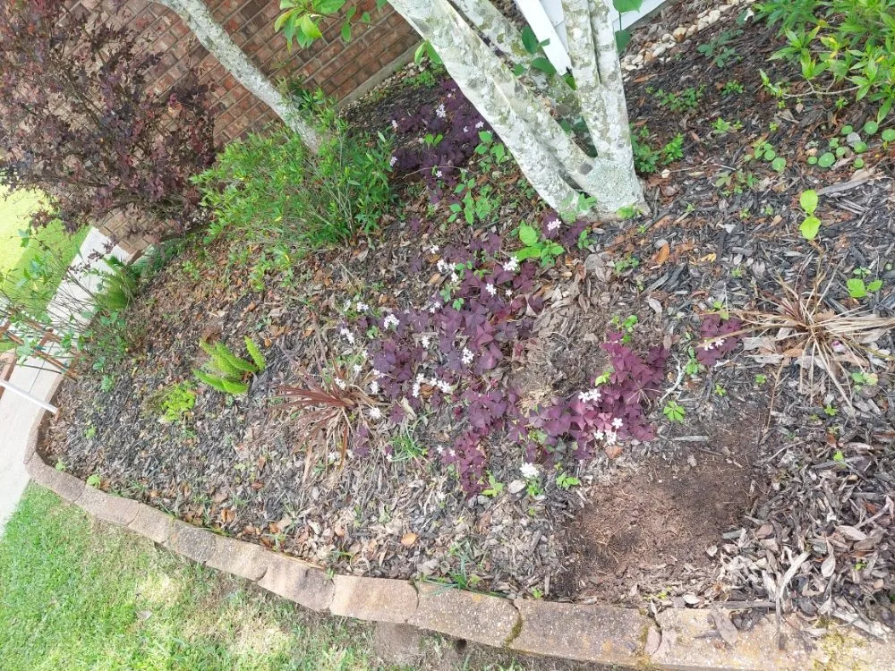 Affordable yard cleanup service experts serving Prairieville, LA - EarthScapings Landscaping & Outdoor Living