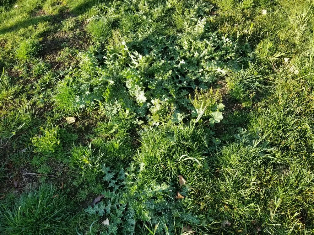 Expert yard cleanup service for outdoor upgrades across San Martin, CA - Earthtech Landscape