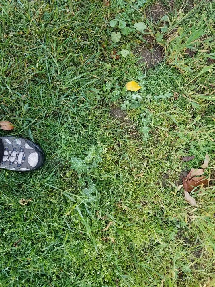 Trusted lawn care service with custom design across San Martin, CA - Earthtech Landscape