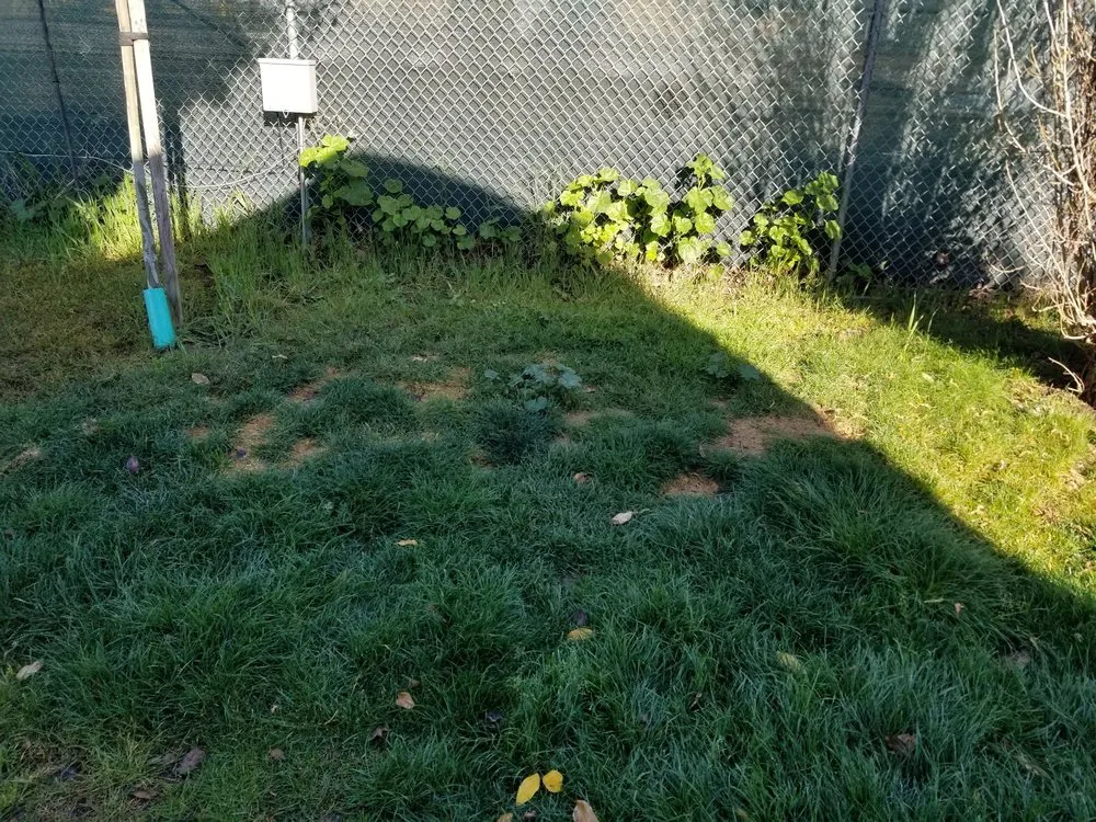 Professional outdoor landscaping in San Martin, CA by Earthtech Landscape