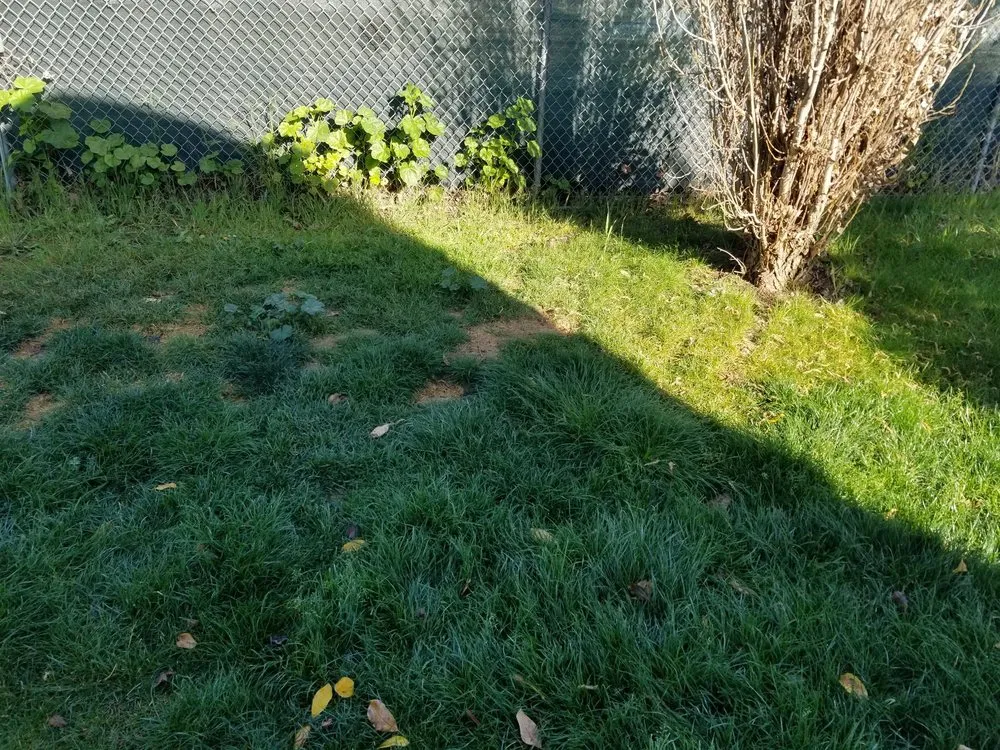 Expert lawn mowing service in San Martin, CA - Earthtech Landscape