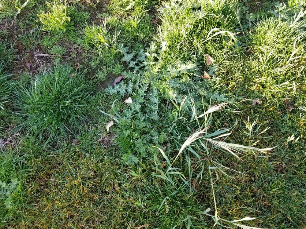 Expert lawn care service for year-round maintenance in San Martin, CA by Earthtech Landscape