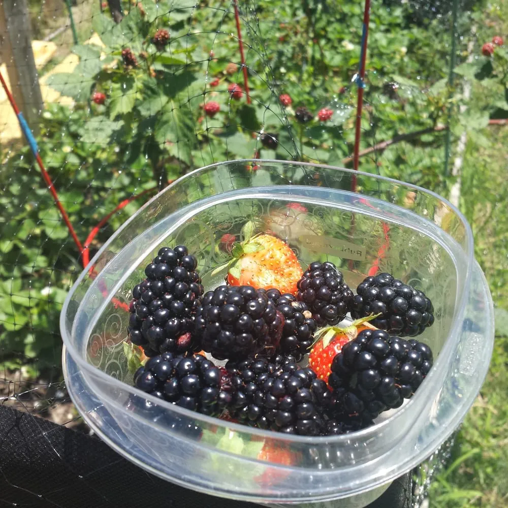 Affordable lawn care service with custom design across Augusta, GA - Earthtech South