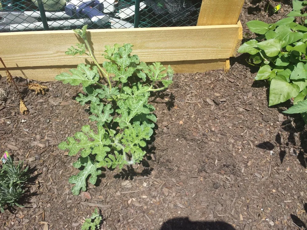 Top-rated yard maintenance in Augusta, GA by Earthtech South