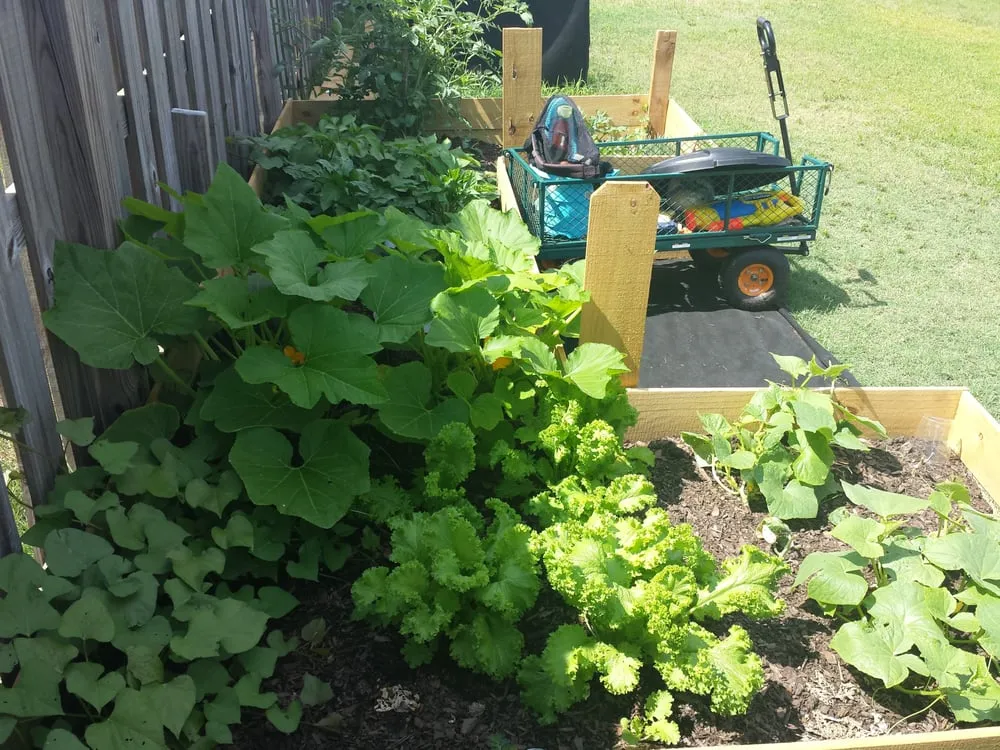 Local outdoor landscaping in Augusta, GA - Earthtech South