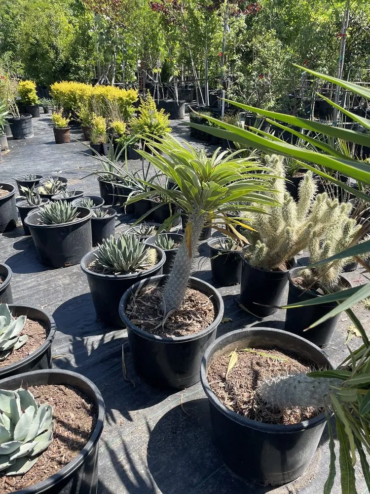 Expert outdoor landscaping in Midlothian, TX - Earthtones Greenery