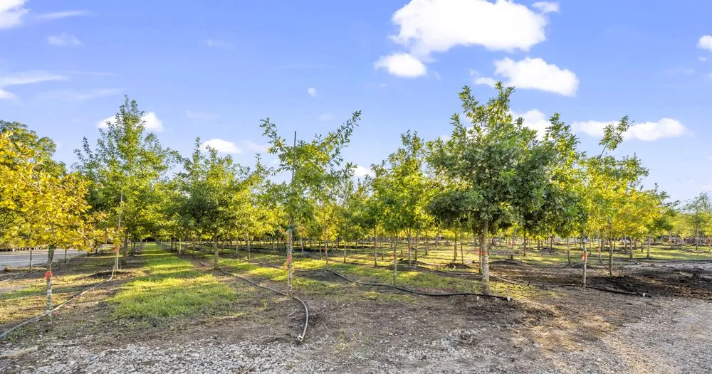 Local yard maintenance with custom design in Midlothian, TX by Earthtones Greenery