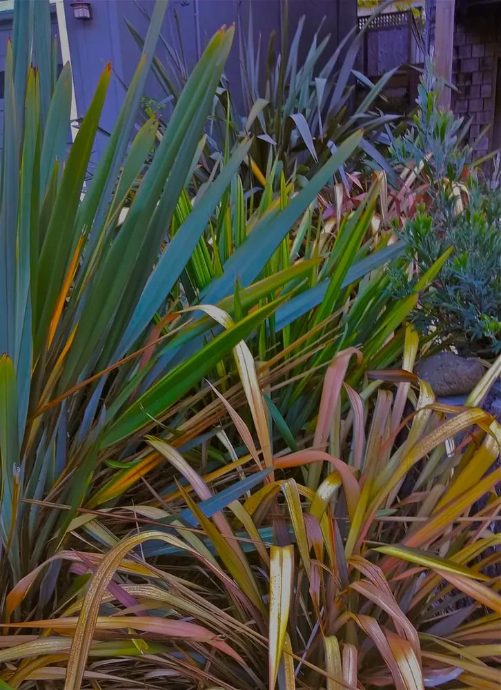 Custom lawn care service in Pacifica, CA - Earthtones