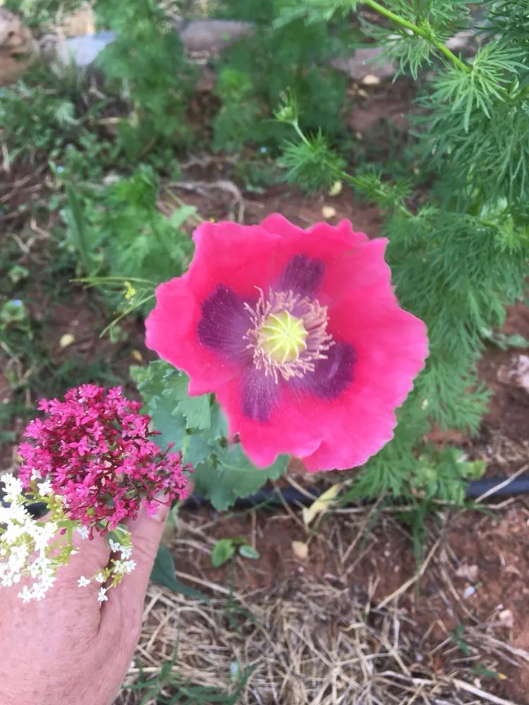 Expert residential landscaping for residential properties across Cornville, AZ - Earthweaver Landscaping