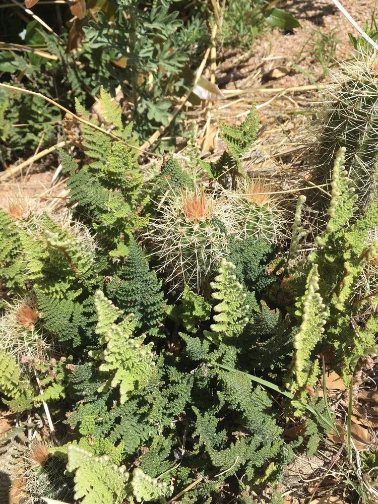 Custom yard maintenance in Cornville, AZ - Earthweaver Landscaping
