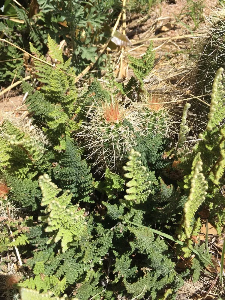 Top-rated garden landscaping in Cornville, AZ by Earthweaver Landscaping