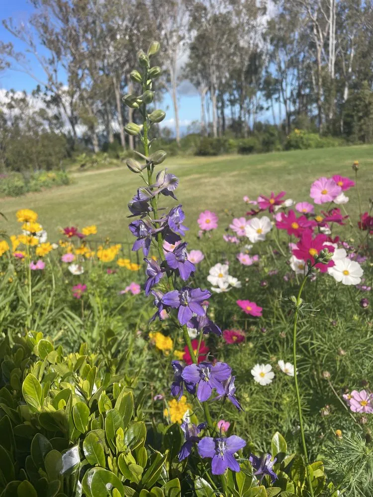 Affordable outdoor landscaping near you in Makawao, HI by Earthwise Landscape Contracting & Maintenance