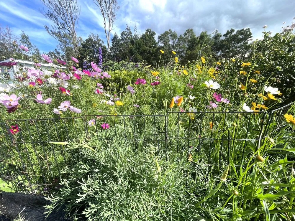 Professional outdoor landscaping in Makawao, HI by Earthwise Landscape Contracting & Maintenance