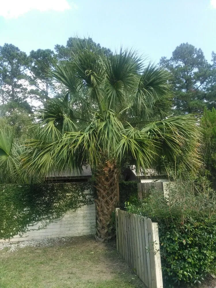 Professional lawn care service experts serving Ellabell, GA - Earthwise Lawn Care Service
