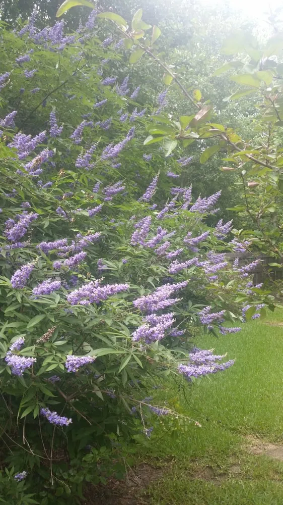 Local residential landscaping in Pass Christian, MS by Earthworks Design, Inc