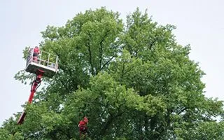 Custom landscape design for beautiful yards across Fairfax, VA - Earthworks