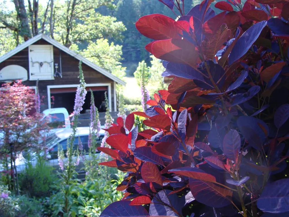 Professional yard cleanup service for homes across Eugene, OR - Earthworks Landscape and Design