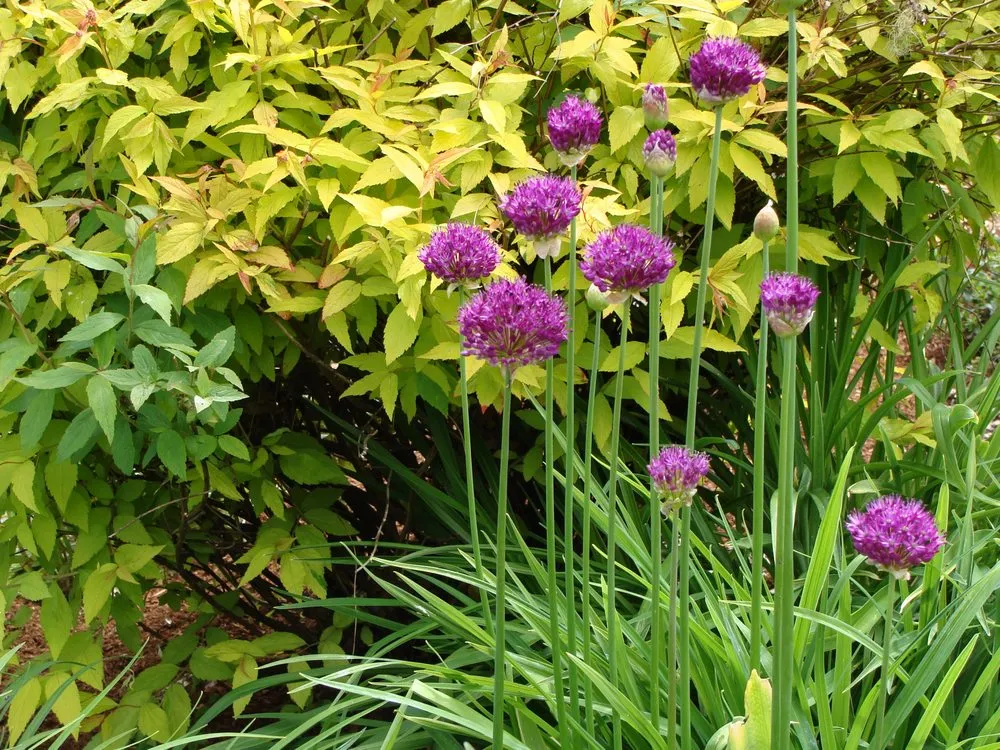 Affordable landscape installation experts serving Eugene, OR - Earthworks Landscape and Design