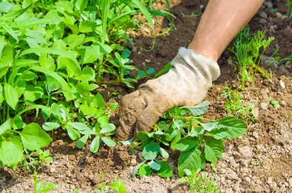 Expert lawn care service in West Bloomfield, MI - Earthworks Landscape Services Inc