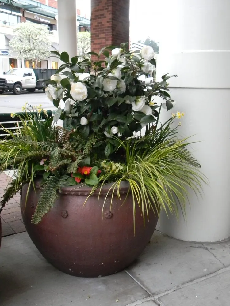 Professional yard cleanup service for beautiful yards in Mukilteo, WA by Earthworks Landscape Services