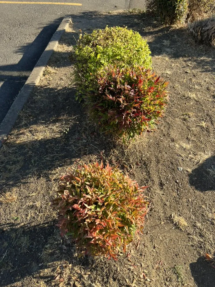 Affordable lawn care service experts serving Gresham, OR - Earthworks Landscaping