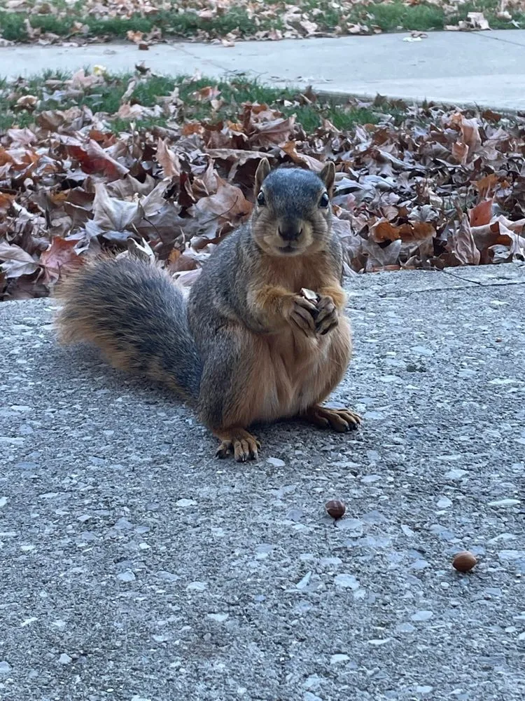 Professional landscape design experts serving Fishers, IN - Earthworks Outdoor